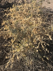 Atriplex canescens laciniata