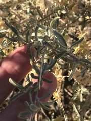 Atriplex canescens laciniata