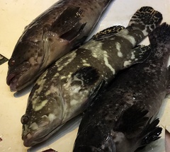 Epinephelus fuscoguttatus