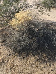 Atriplex canescens laciniata
