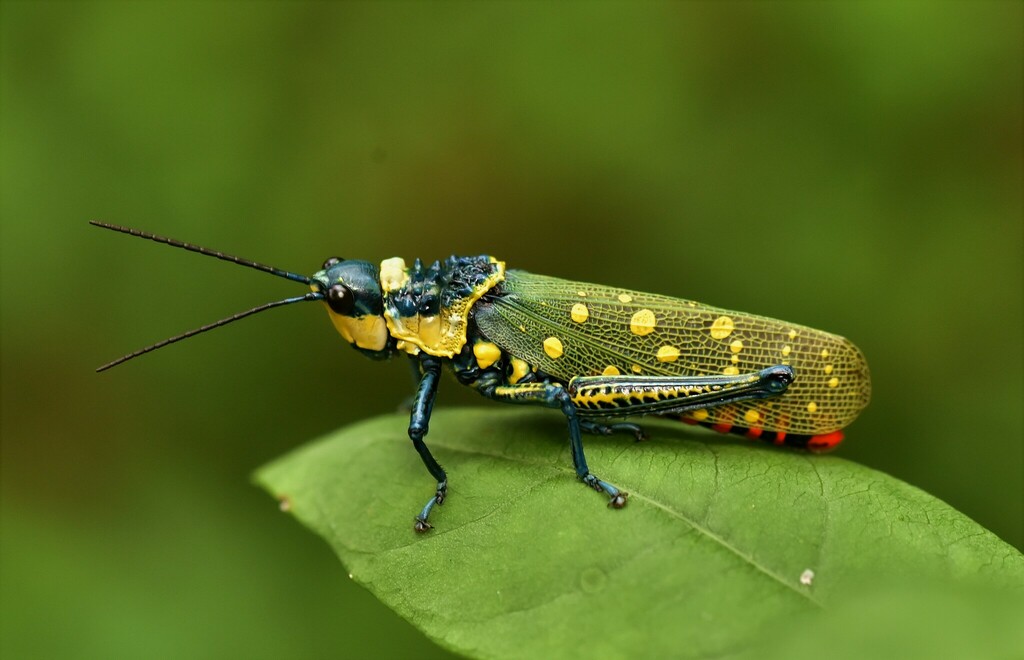 Spotted Locust