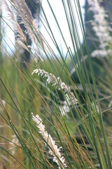 Miscanthus junceus image