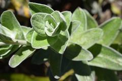 Helichrysum fruticans