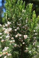 Erica triflora