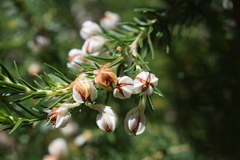Erica triflora