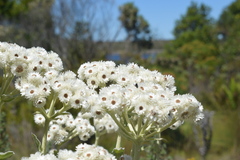 Helichrysum fruticans