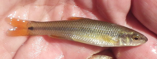 Hornyhead Chub