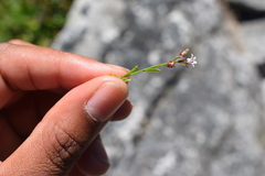 Lobelia eckloniana