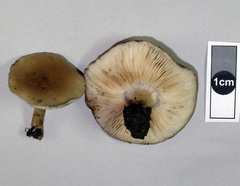 Melanoleuca polioleuca