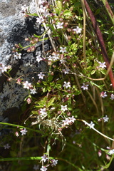 Lobelia eckloniana