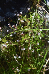 Lobelia eckloniana