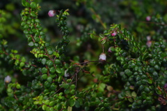 Erica oxycoccifolia