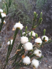 Lachnaea eriocephala