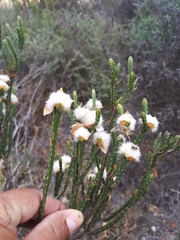 Lachnaea eriocephala