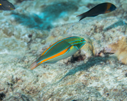 Belted Wrasse