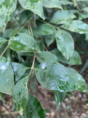 Osmanthus enervius
