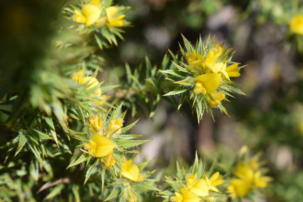 Aspalathus borboniifolia