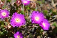 Erepsia forficata