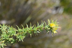 Aspalathus borboniifolia