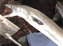 Daggertooth Pike Conger photo 5