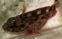 Sebastiscus marmoratus