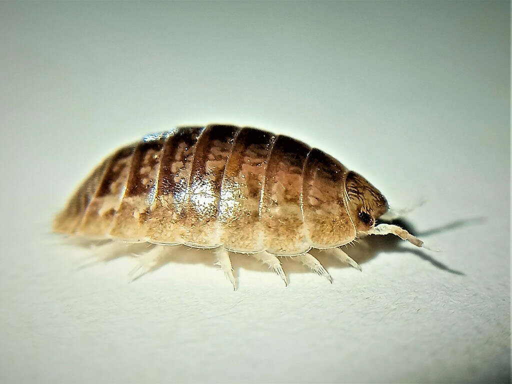 Nauplio's Burrowing Woodlouse