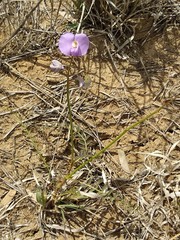 Swainsona procumbens