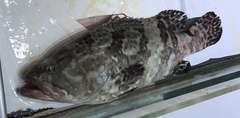 Epinephelus
