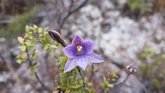Thelymitra × dentata