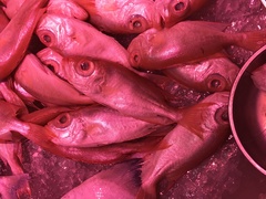 Priacanthus macracanthus