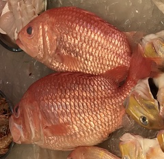 Ostichthys japonicus