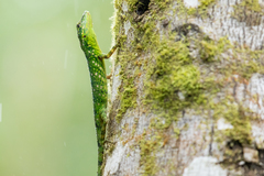 Anolis gemmosus