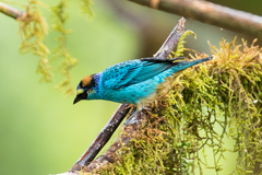 Chalcothraupis ruficervix