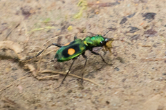 Pseudoxycheila bipustulata