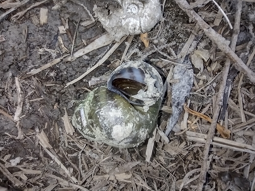 močiarka (Viviparus)