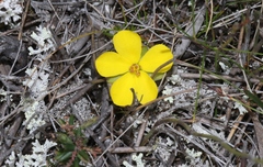 Hibbertia procumbens