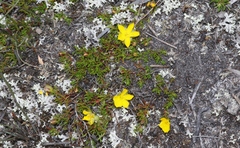 Hibbertia procumbens