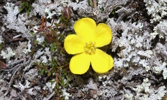 Hibbertia procumbens