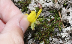 Hibbertia procumbens