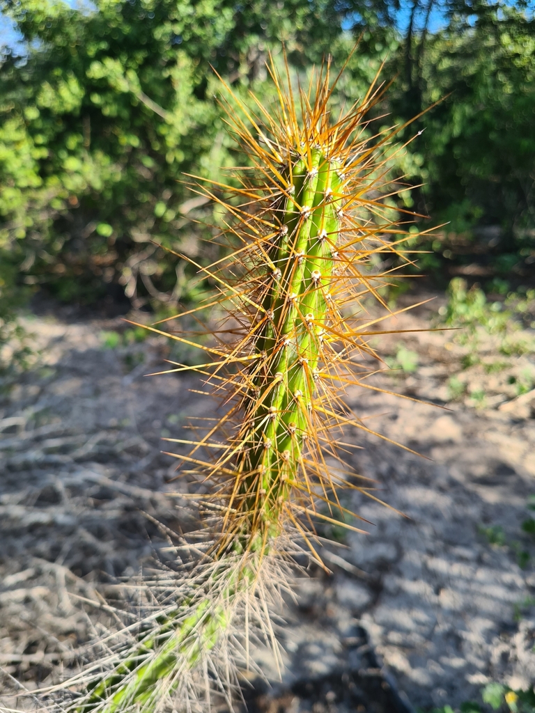 Brasilicereus estevesii