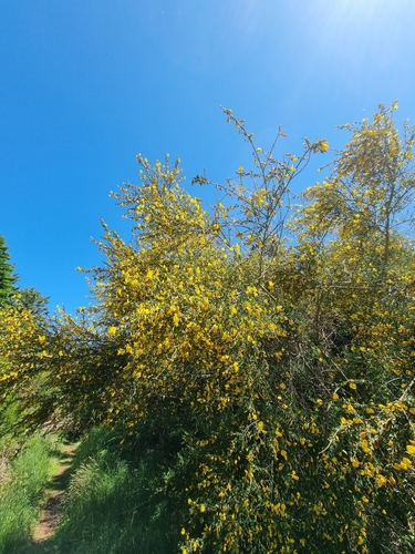 Cytisus image