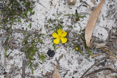 Hibbertia procumbens