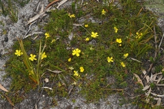 Hibbertia procumbens