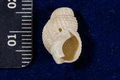 Nassarius perpinguis