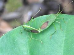 Homoeocerus graminis