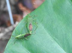 Homoeocerus graminis