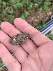 Elaeocarpus serratus