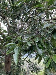 Elaeocarpus serratus