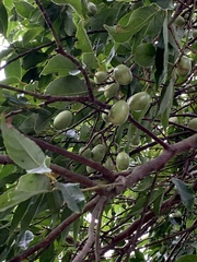 Elaeocarpus serratus