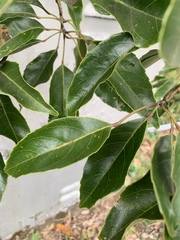 Elaeocarpus serratus